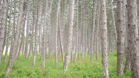41% территории Болгарии покрыт лесом
