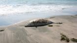 Намаляват случаите на мъртви делфини по българското крайбрежие на Черно море