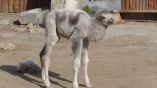 В Зоопарке Варны родился белый двугорбый верблюд