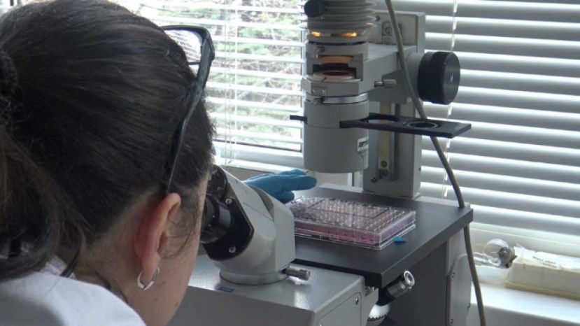 Болгарские ученые экспериментально доказали противораковое действие экстракта каннабиса