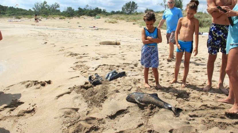 Прокуратура Болгарии проверит случаи гибели дельфинов