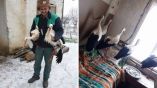 Болгары спасают замерзших аистов в своих домах