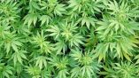 легализация марихуаны в болгарии