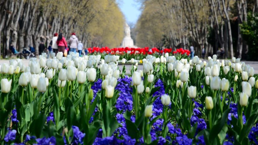 Варна встретила весну 115 000 тюльпанами и фиалками в Приморском парке