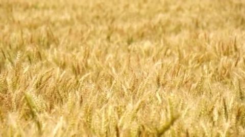 В Болгарии урожай пшеницы и ячменя больше и лучшего качества, чем в прошлом году