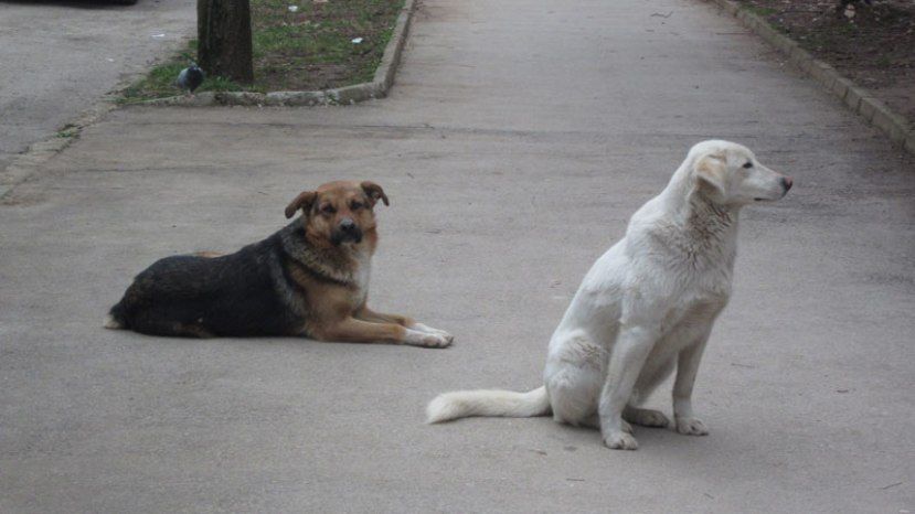 В софийском квартале «Младост» неизвестные отравили собак и голубей