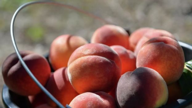 Производители персиков намерены протестовать из-за низких закупочных цен