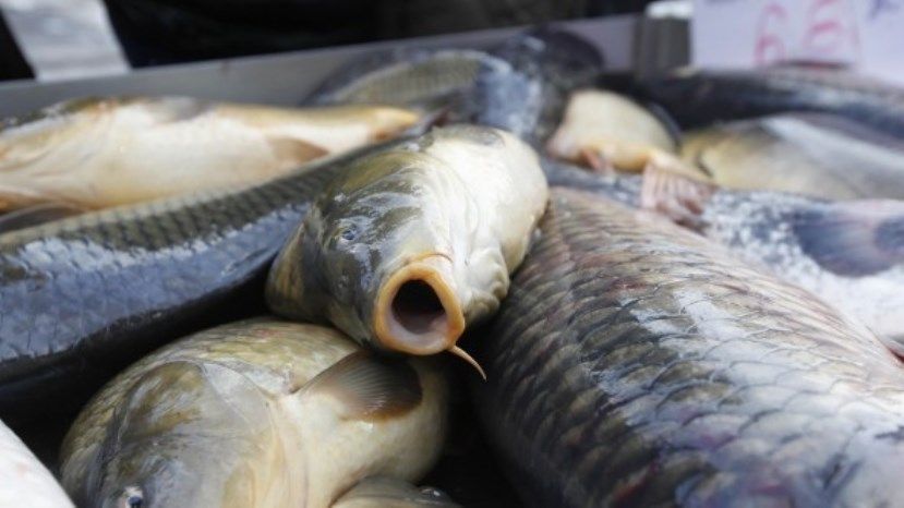 България е в края на класацията по консумация на риба в Европа