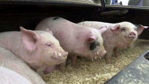 До Нового года свинина в Болгарии подорожает на 50%