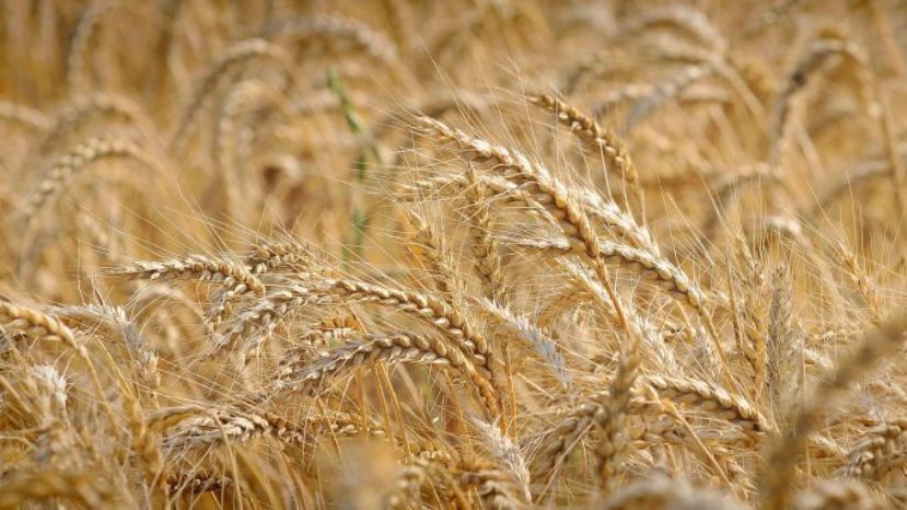 В Болгарии ожидается рекордный урожай пшеницы