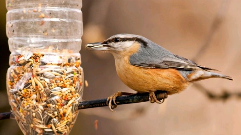 «Зернышко любви» – спасение для певчих птиц зимой