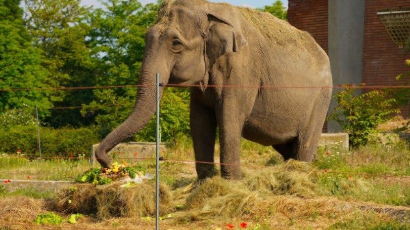 РГ: Единственному в Болгарии слону подарили гигантский портрет из пластиковых крышек