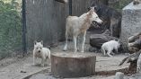 В зоопарке Варны родилось три белых волчонка