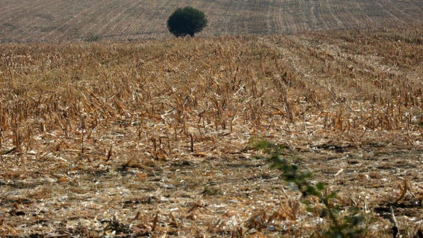 За 5 лет сельскохозяйственная земля в Болгарии подорожала почти в два раза