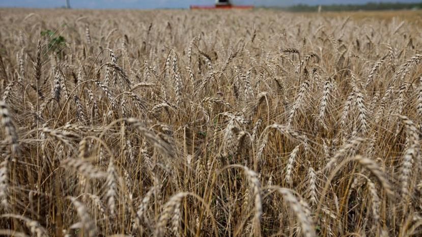 Болгария останется экспортером пшеницы в новом сезоне