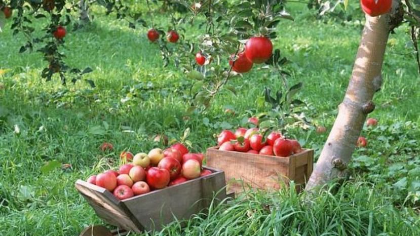 За 5 лет площадь плодово-ягодных насаждений в Болгарии увеличилась на 43%