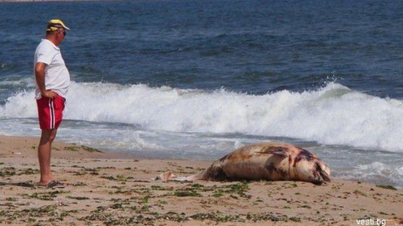 В Болгарии растет количество погибших дельфинов