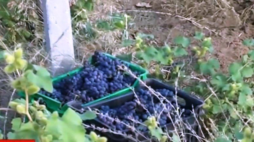 Производителите на грозде се оплакват от слаба реколта