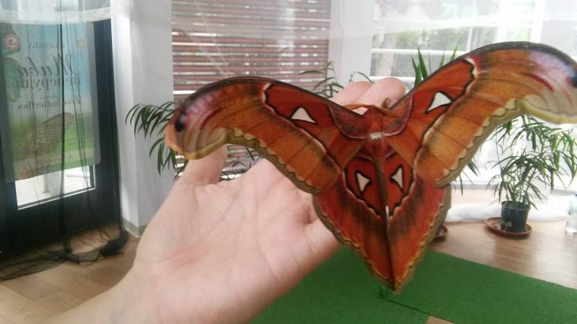 В Бургасе вылупилась самая крупная в мире бабочка